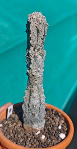 Euphorbia abdelkuri - euphorbia,
