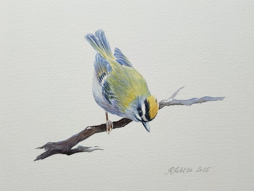 Goldcrest original signed - original,