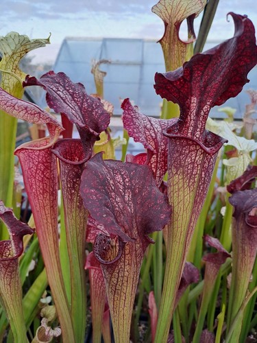 Sarracenia aerolata trinita x - sarracenia,