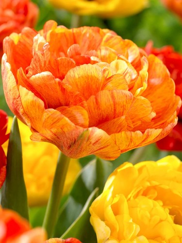 10x sun lover tulip bulbs - tulip,