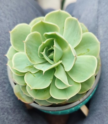 Echeveria indoor house - echeveria, plant