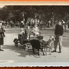 VINTAGE PHOTO Children in Goat