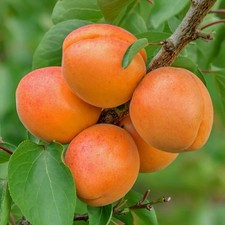 Apricot Fruit Tree Deciduous