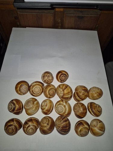 Escargot snail shells empty - shells,