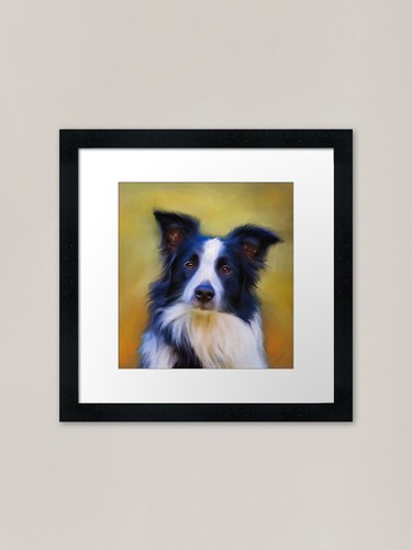 Taj border collie dog - taj,