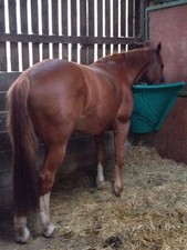 HAY FEEDER - HORSE CORNER