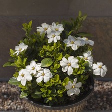 Hardy Shrub, Gardenia Kleim's Hardy, Scented Evergreen Plant, 9cm Pot