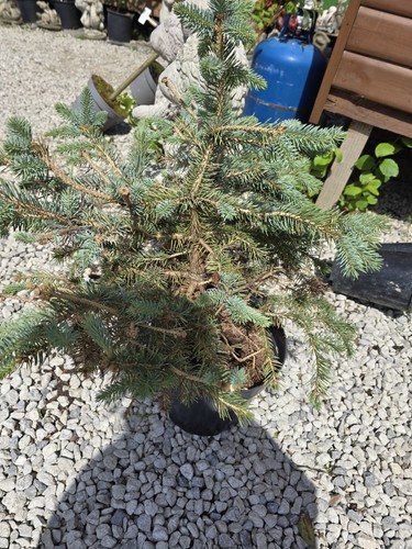 Picea blue spruce 50cm 5l - spruce, 7.5l