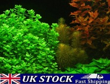 Moneywort bacopa monnieri - moneywort,,