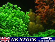 Moneywort, Bacopa Monnieri Aquarium Plant Seeds Aquatic Water Fish Tank Seeds