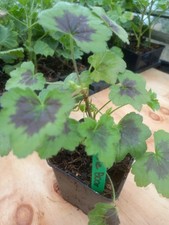 Pelargonium 'The Boar' BRITISH GROWN - ideal plant for Christmas presents