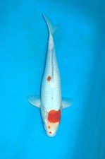 15-16" Tancho Sanke Koi Carp