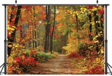 Autumn Scenery Deciduous