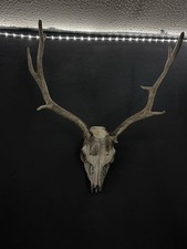 Scottish Red Deer Skull and Antlers (12 point Royal stag )36 Year Old
