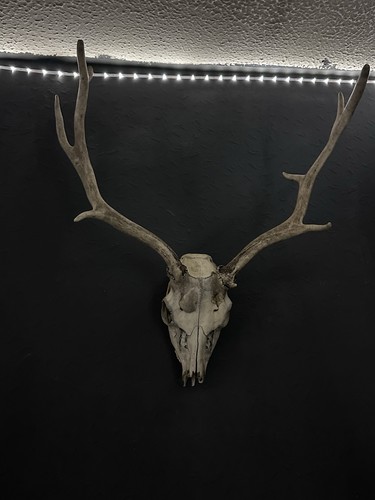 Scottish red deer skull - red, and