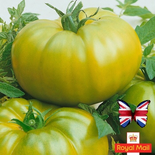 Tomato seeds cherokee - 10,