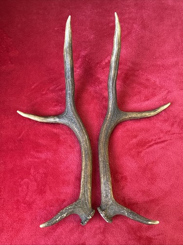 Pair red deer antlers - of,