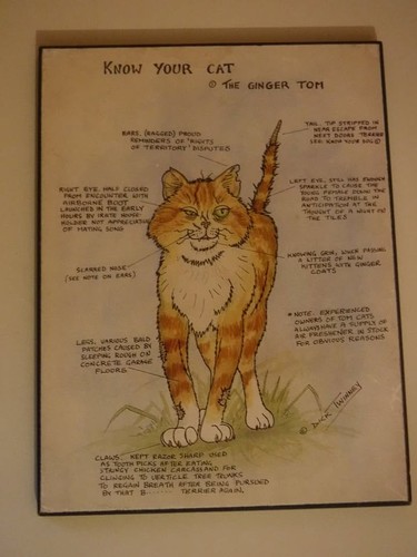 Know your cat - the, ginger