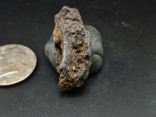 Fossil rex tooth - fossil,