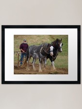Clydesdale siblings - clydesdale, in