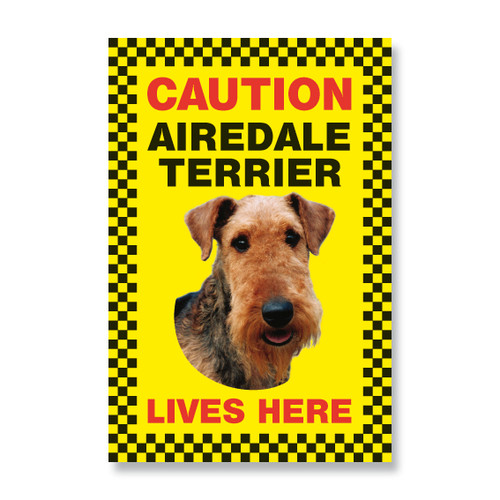 Airedale terrier dog - airedale,