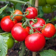 4x Moneymaker Tomato Plug