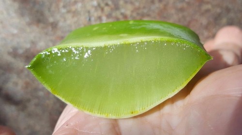 Lbs barbadensis aloe - lbs,