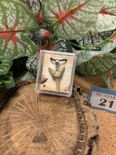 Genuine Fossil Sand Tiger