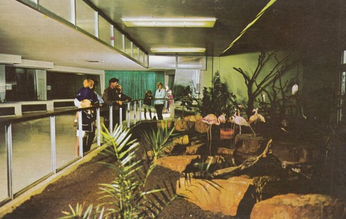 Postcard the winged world - postcard,