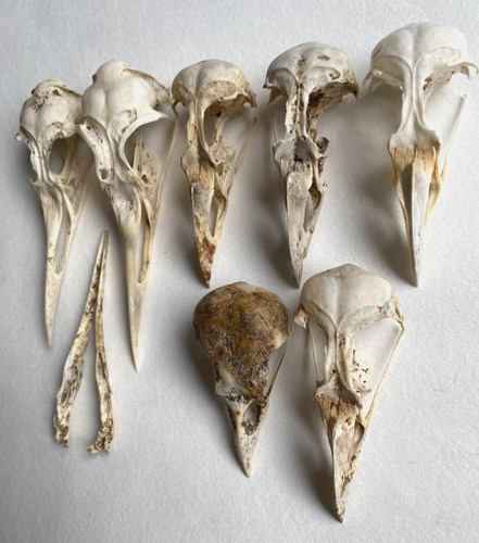 Sea bird skulls taxidermy - 7,