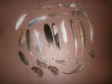 25 Natural Birds Feathers FREE FALLEN Pigeon French Partridge Pheasant Crow Duck
