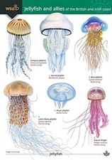 Jellyfish and allies of the
