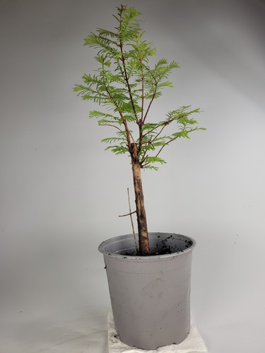 Dawn redwood starter - starter, bonsai