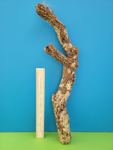 Cork bark branch 55cm snake - branch,