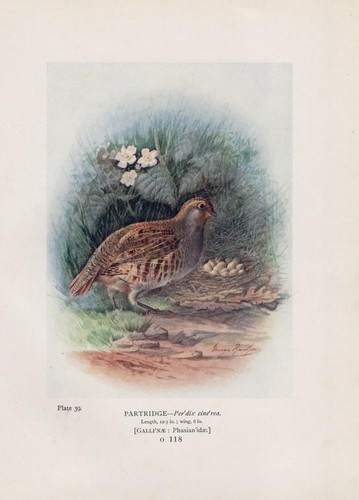 Partridge - (perdix, perdix)