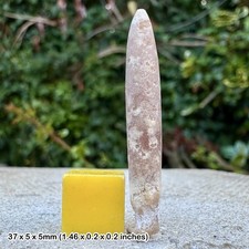 Fossil Belemnite Actinocamax