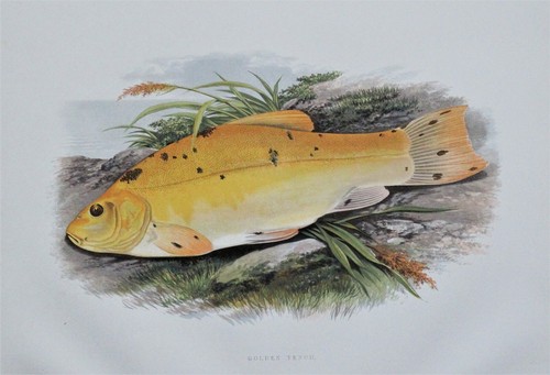 Golden tench houghton - golden, lydon