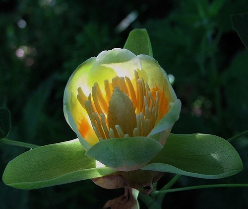 Photo 6x4 tulip - photo, tree