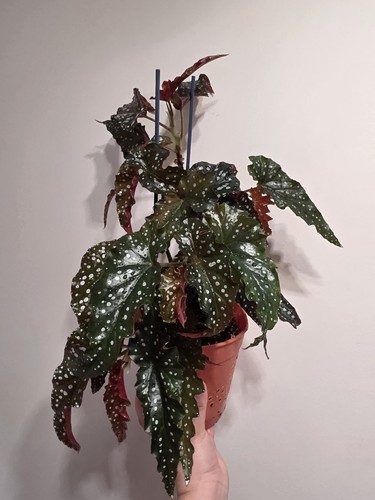 Begonia black forest 13cm - forest, in
