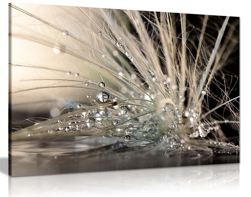 Water droplets feather framed - droplets,