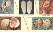 SEA SHELLS FROM FLORIDA