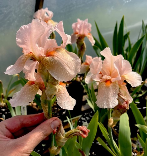 Bearded iris tickle peach - bearded,