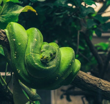 TERRARIUM KIT (EXTRA LARGE) Living Bioactive Terrarium Vivarium Decoration kits