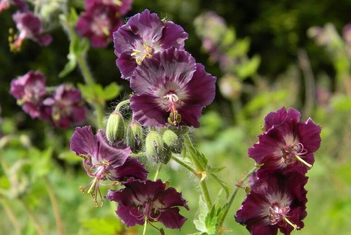 Geranium phaeum samobor - geranium, 'samobor'