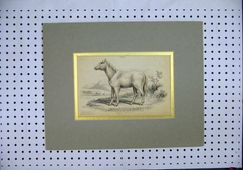 Original old antique print - antique,