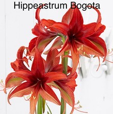 “SALE” Hippeastrum