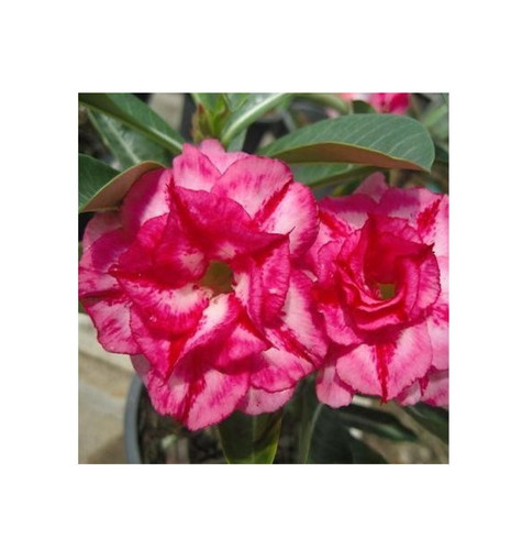 Jamfah germinated desert - "jamfah",