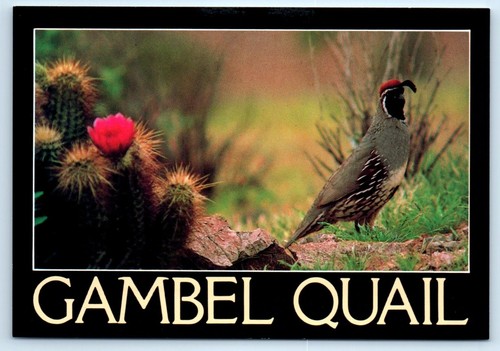 Gambel quail arizona 4x6 - quail,