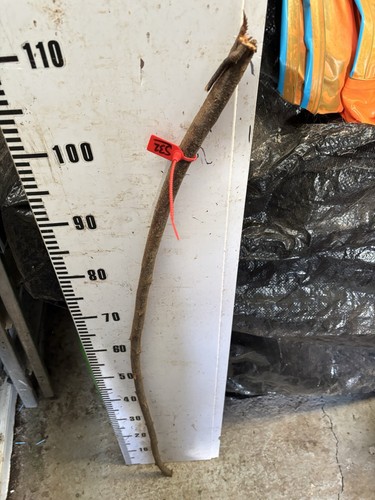 Blackthorn shank walking stick - blackthorn,