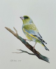 Greenfinch Original